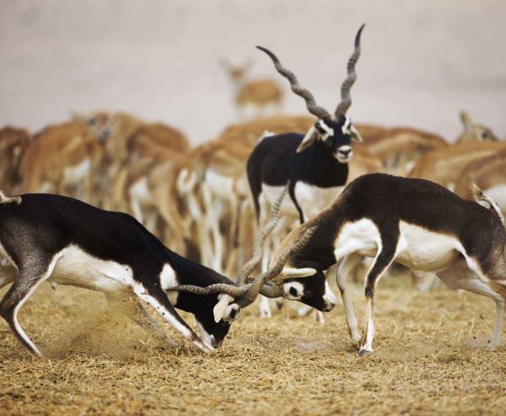 Madhya Pradesh